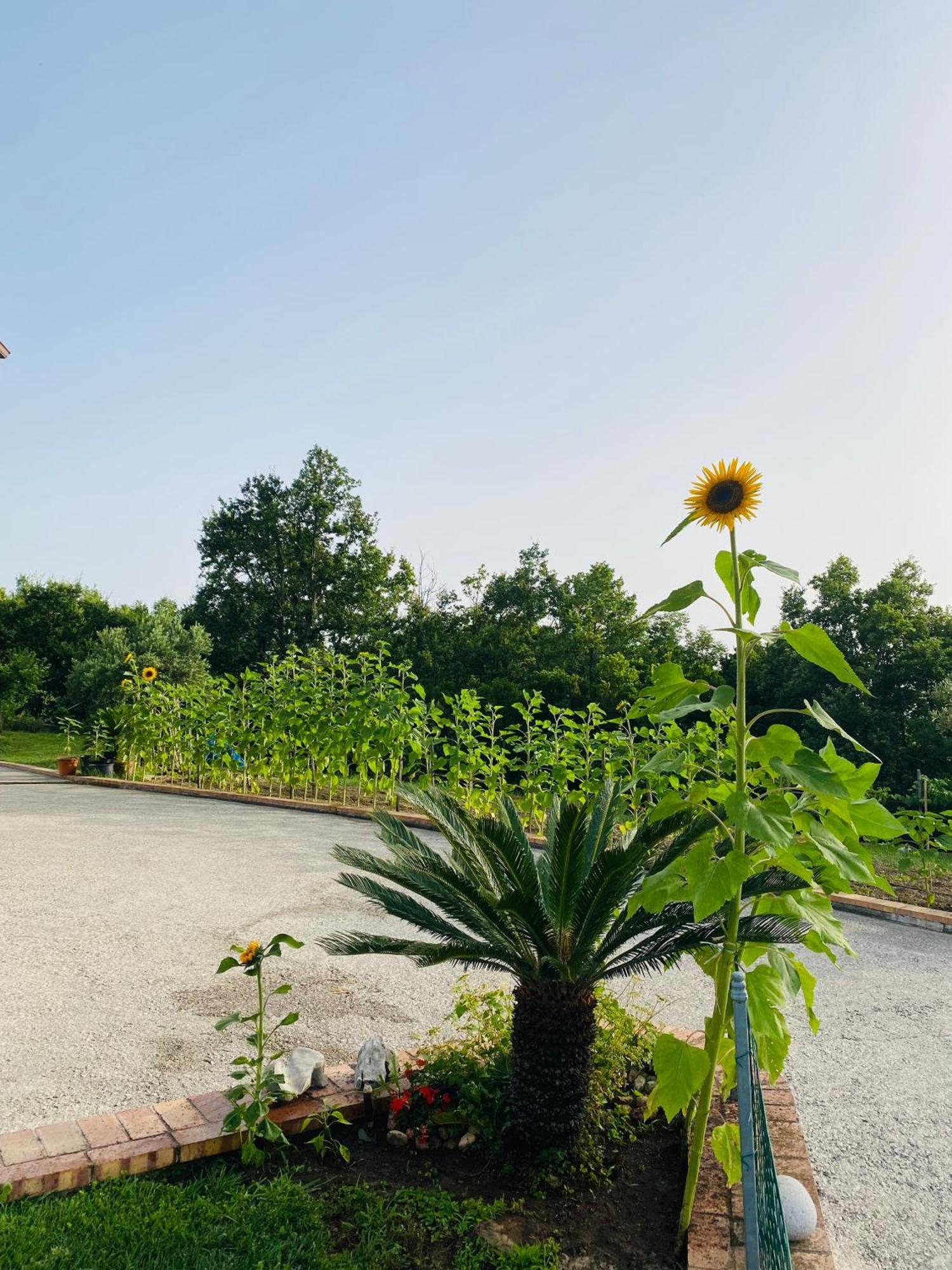 B&B Girasole Torraca Exterior photo